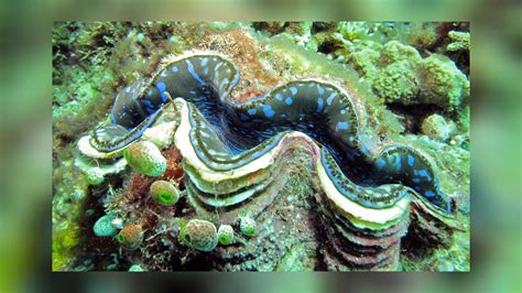 Tridacna maxima