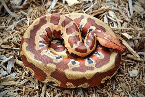 Blood Python Care Sheet | Reptiles' Cove