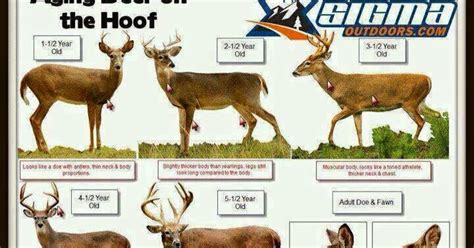 Marian's Hunting Stories, etc., etc., etc...: Chart For Aging Deer