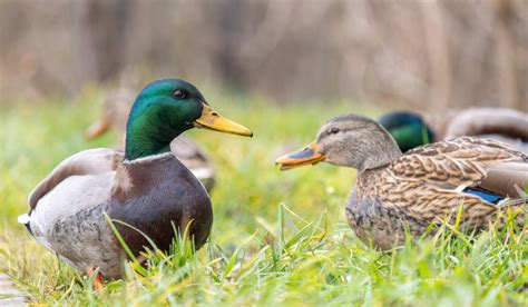 Decoding Duck Behavior: A Guide for Duck Owners - Farmhouse Guide