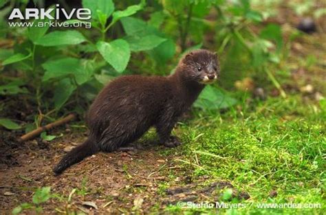 Zoology - Russian Taiga