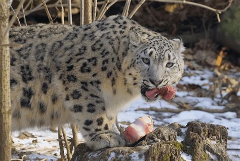 What Do Snow Leopards Eat?