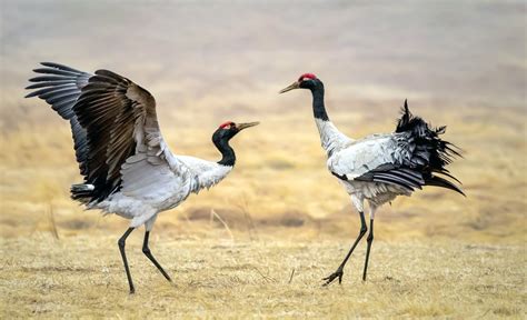 Black-Necked Crane: The Ultimate Guide - Operation Migration