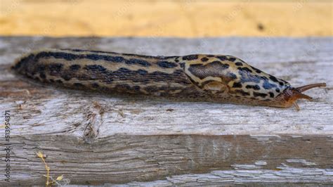 Limax maximus, biggest slug, known by the common names great grey slug and leopard slug, is a ...