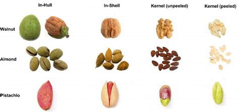 Processing of Tree Nuts | IntechOpen