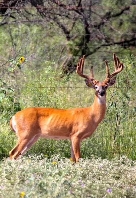 Church Ranch Whitetail Breeders | Lubbock TX