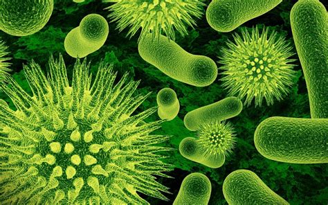 Microbiology HD Wallpapers - Top Free Microbiology HD Backgrounds - WallpaperAccess