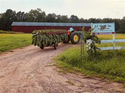 Tobacco farming Photograph by Celeste Forst - Fine Art America