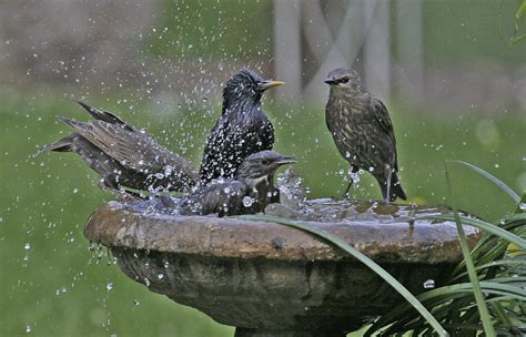 Bird Baths – Ornithology