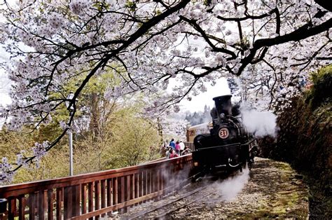 Alishan – Cherry Blossom: The Most Beautiful Time In Taiwan - Orange ...