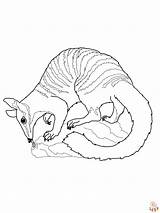 Oso hormiguero Para Colorear  Imprimible Y Gratis Niños sketch template