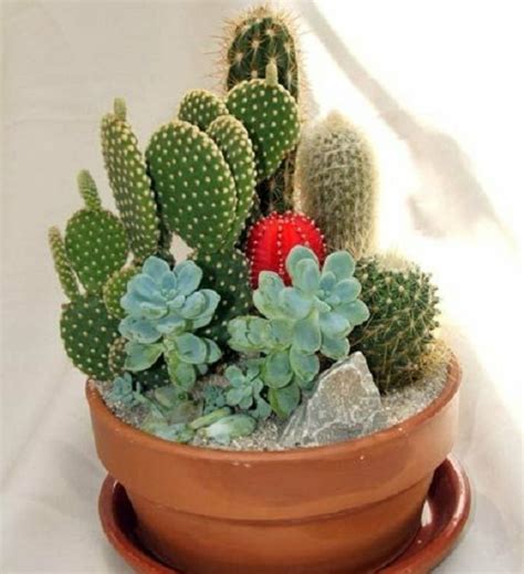 Los cactus: información sobre esta palta | Plantas