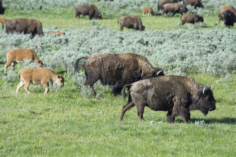 Buffalo Herd on the Move in Yellowstone. Stock Photo - Image of ...