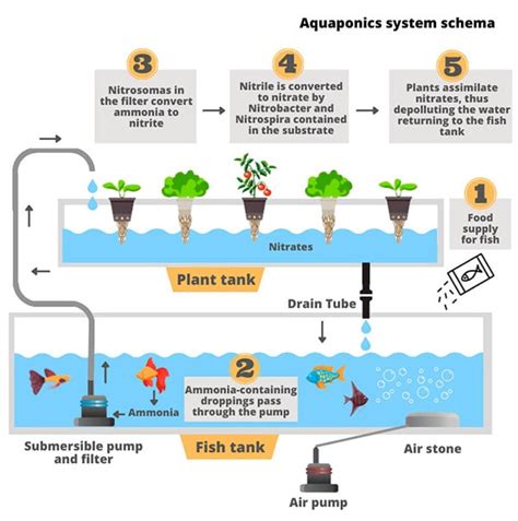 What is Aquaponics - Tutorial ★ Actual [date template="Y"] 🔥BONUS