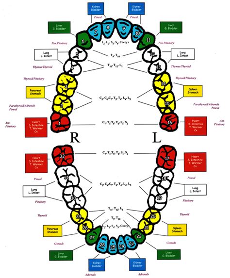 According to the Tooth Meridian Chart, Your Toothache Could Be Much ...