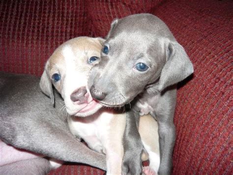 Cute-greyhound-puppies | Baby Animal Zoo