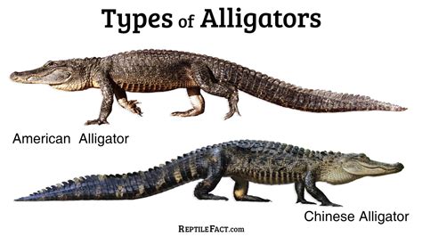 Alligators: Facts and Types With Pictures