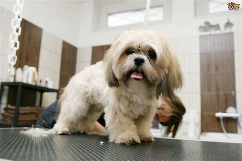 How To Groom A Dog With Matted Fur - The Pet Town