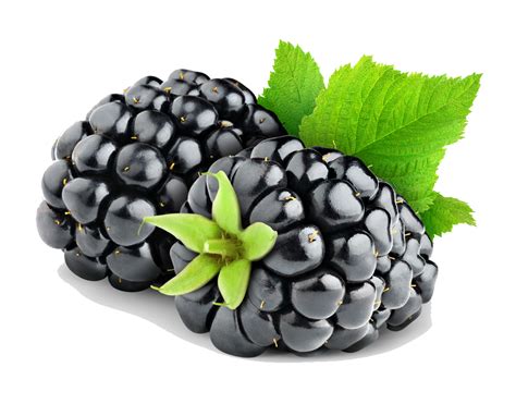 Blackberry Fruit PNG Images Transparent Free Download