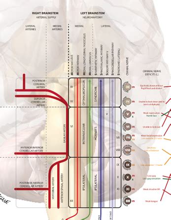 USMLE Step 1 Notes