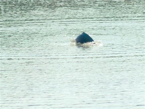 Indus River Dolphin | Species | WWF