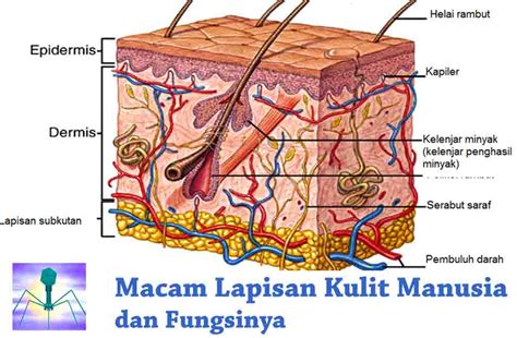 Lapisan kulit yang tidak mengandung pembuluh darah dan saraf adalah 2021