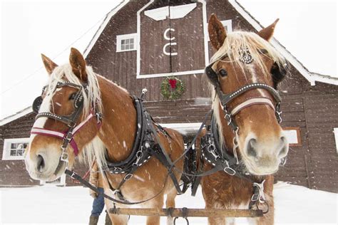 Dude Ranch Activities in the Winter | C Lazy U Ranch