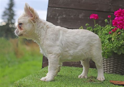 French Bulldog Training: A Comprehensive Guide - All about the French ...