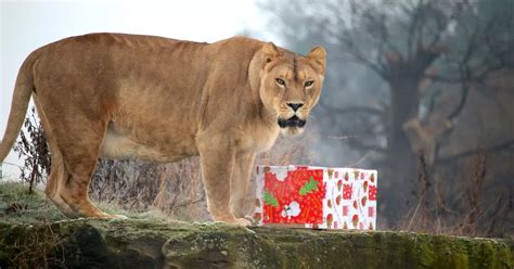 Funny pics show Yorkshire Wildlife Park animals getting Xmas gifts - Flipboard