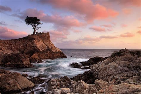 Lone Cypress Sunset Photograph by Katherine Gendreau - Fine Art America