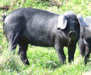 Large Black Pig Characteristics, Origin & Breeding