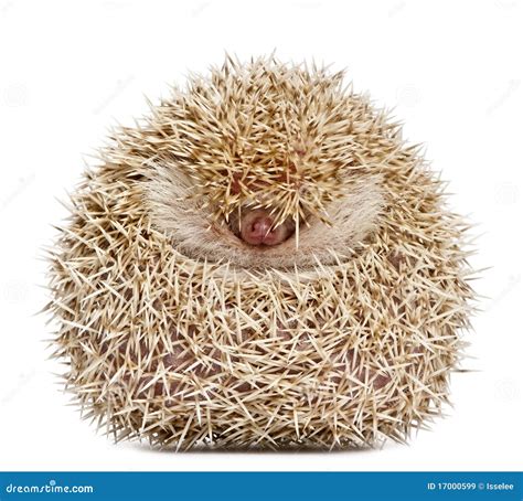 Hedgehog Quills Stock Images - Download 360 Royalty Free Photos - Page 2