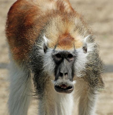 150 years after being discovered, African monkey with handlebar moustache becomes its own species