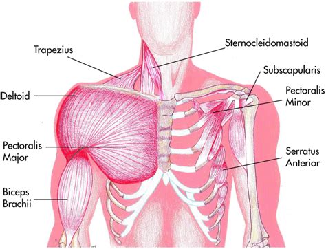 Shoulder Muscles Diagram Muscles Of The Shoulder Anatomy Pictures | Images and Photos finder