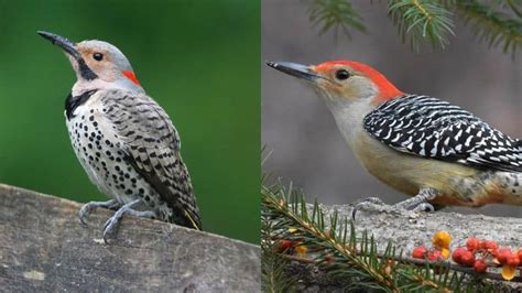 Northern Flicker VS Red-Bellied Woodpecker: Explained!