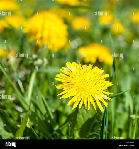 Family asteraceae compositae hi-res stock photography and images - Alamy