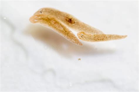 Planaria Flatworm Under Microscope View. Stock Photo - Image of giant, animal: 127167448