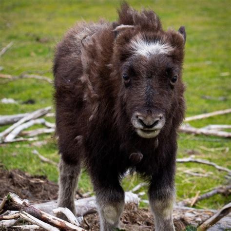 Baby Musk Oxen: They Reek Of Adorable - Baby Animal Zoo