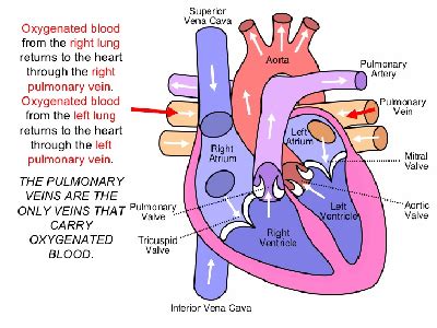 COPD, Pneumonia & Heart Failure | Study.com