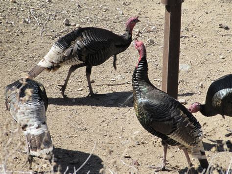 Az. Buddy: Wild Turkeys of the Santa Rita Mountains