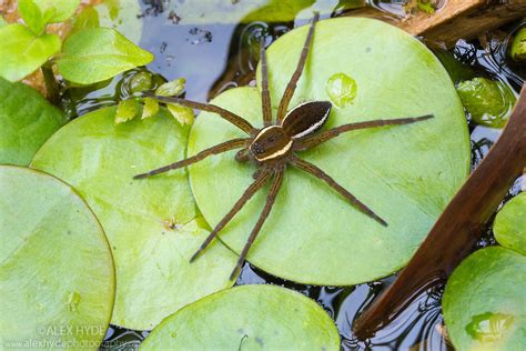 Fen Raft Spider / Great Raft Spider {Dolomedes plantarius} | Alex Hyde