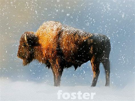 Buffalo art wildlife painting print American bison by lewfoster