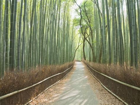 Bamboo Forest, China | Places around the world, Best places to travel ...