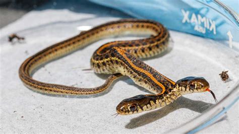 Two-headed Garter Snake Found In Nebraska - Reptiles Magazine