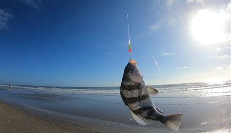 Florida East Coast Surf Fishing Blog : Fishing Reports Florida's East ...