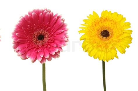 Two flowers isolated on white | Stock Photo | Colourbox