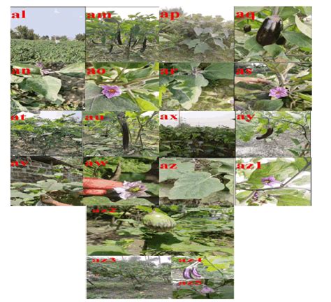 Biodiversity Survey on Indigenous Varieties of Solanum Melongena L in ...