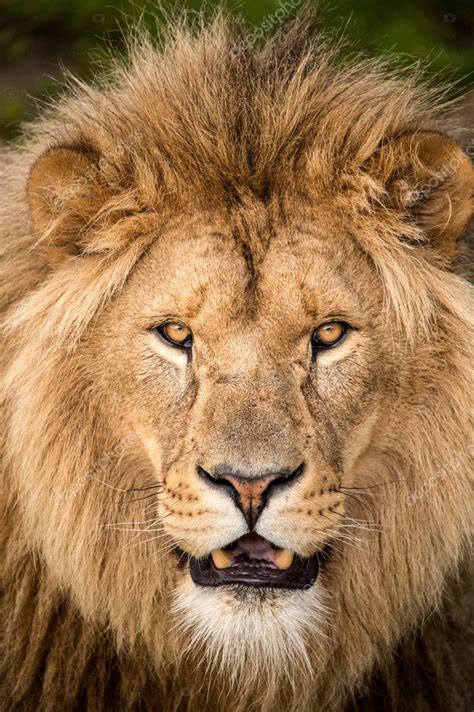 lion face front view - Google Search | Lion photography, Lion images, Lion pictures