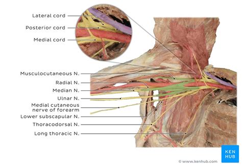 Ulnar nerve subluxation: Clinical anatomy | Kenhub