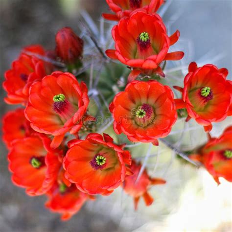 Blooming Red Cactus Flowers Stock Image - Image of botanical, detail: 153074427